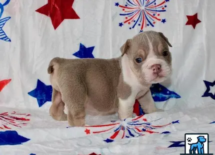 a english bulldog dog standing on a bed