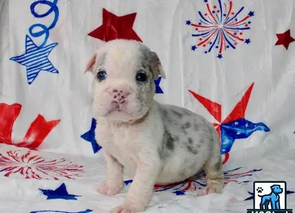 a english bulldog dog wearing a hat