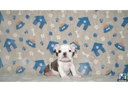 a english bulldog dog sitting on a blanket