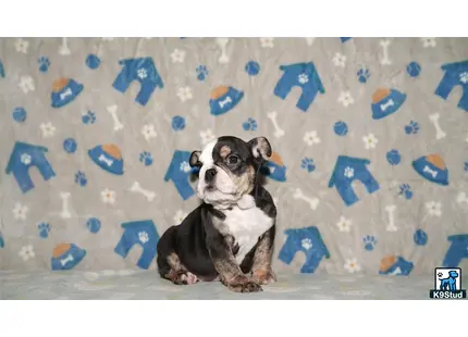a couple of english bulldog dogs sitting on a blue and white background
