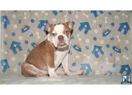a english bulldog dog sitting on a bed