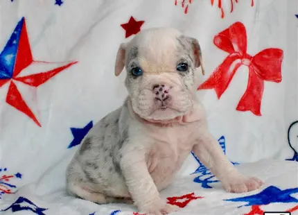 a english bulldog dog sitting on a bed