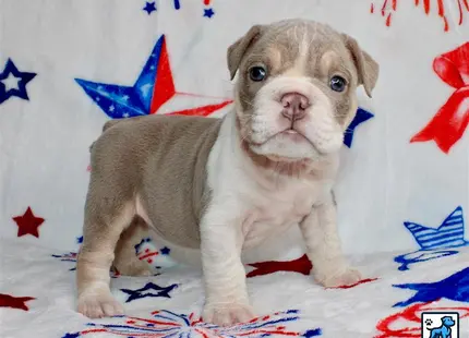 a english bulldog dog sitting on a bed