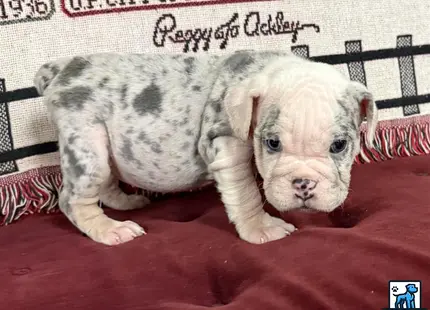 a english bulldog puppy lying on a red blanket