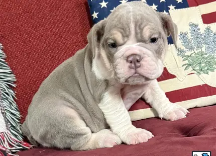 a english bulldog dog wearing a hat