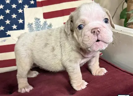 a english bulldog puppy sitting on a red surface with a flag in the background