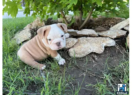 a english bulldog puppy lying on a log