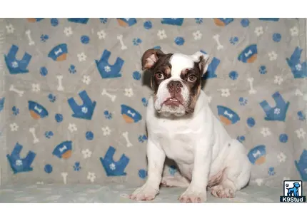 a english bulldog dog sitting on a bed