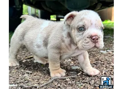 a small english bulldog puppy standing on dirt