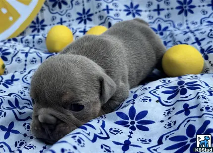 a rabbit lying on a blanket