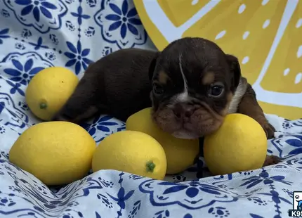 a english bulldog puppy lying on a bed with lemons