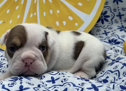a english bulldog puppy lying on a bed