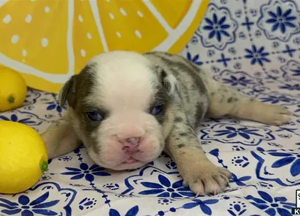 a english bulldog puppy lying on a bed