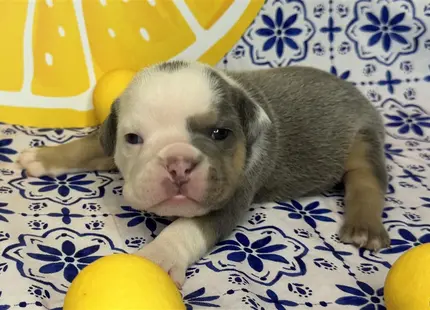 a english bulldog puppy lying on a bed with yellow balls