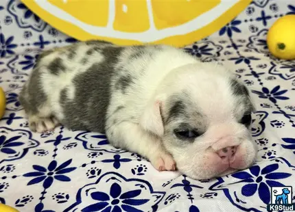 a baby pig lying on a blanket