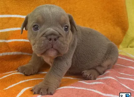 a small gray english bulldog dog