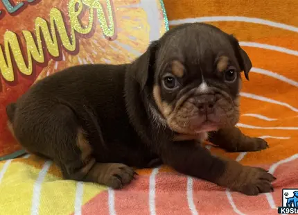 a small black english bulldog dog