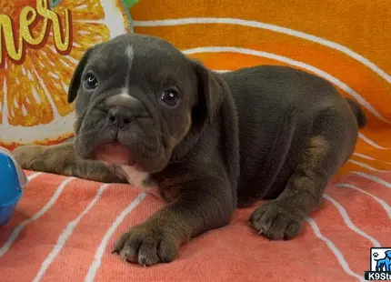 a english bulldog puppy lying on a bed