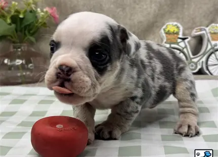 a english bulldog puppy with a tomato