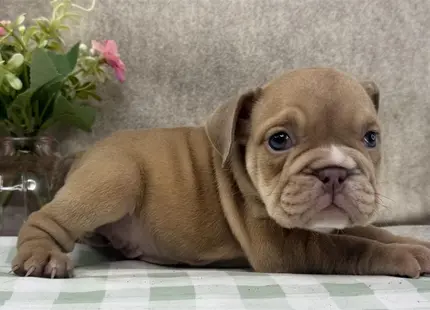 a english bulldog puppy lying on a bed