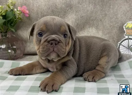a english bulldog puppy lying on a bed
