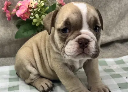 a english bulldog puppy lying on a checkered surface next to a plant