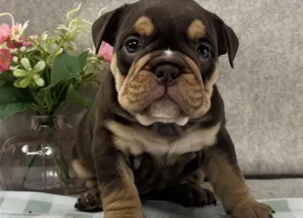 a english bulldog dog sitting on a table