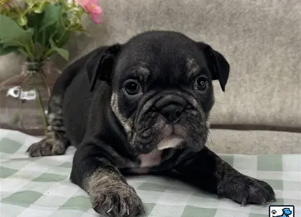 a small black english bulldog dog