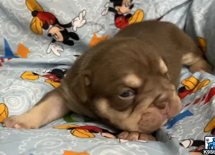 a english bulldog puppy lying on a bed