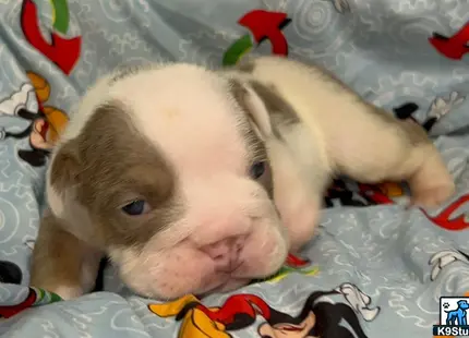 a couple of english bulldog puppies