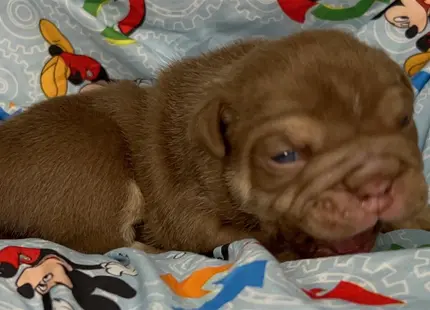 a english bulldog puppy lying on a bed