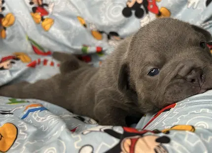 a small animal lying on a blanket