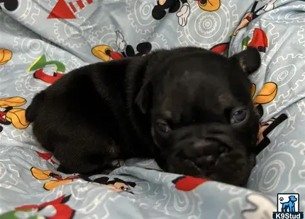 a black english bulldog dog lying on a bed