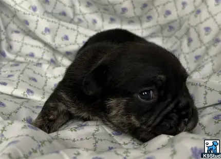 a small black english bulldog puppy