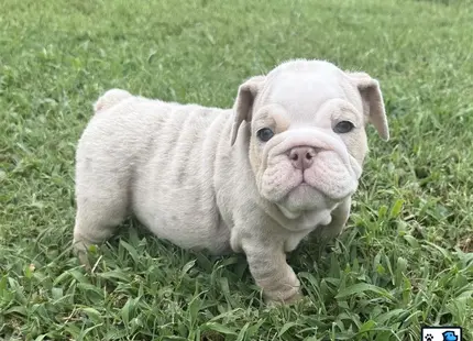 a english bulldog puppy standing in grass