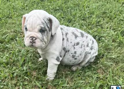a english bulldog dog sitting in the grass