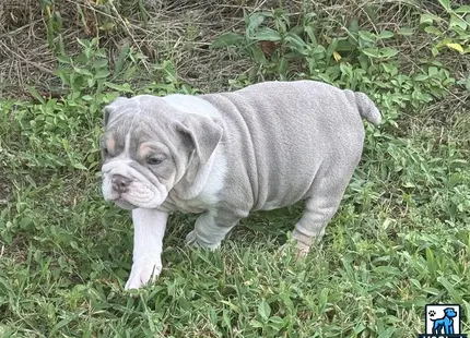 a english bulldog puppy walking in the grass