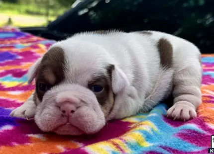a english bulldog puppy lying on a blanket