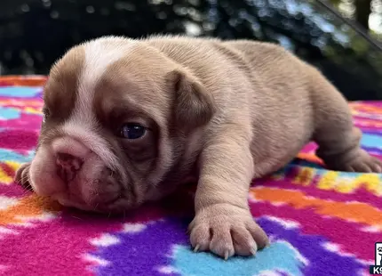 a small brown english bulldog puppy