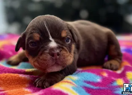 a english bulldog puppy lying on a blanket