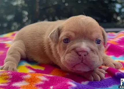 a small brown animal
