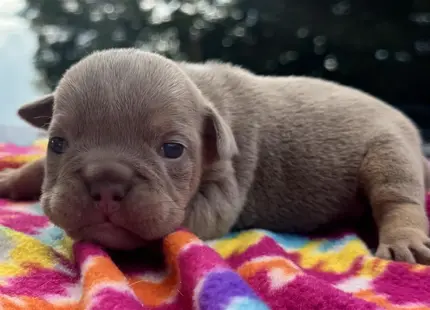 a small animal on a blanket