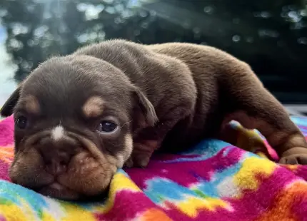 a english bulldog puppy lying on a blanket
