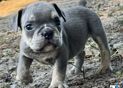 a small english bulldog dog standing on dirt
