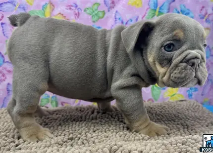 a english bulldog puppy on a carpet