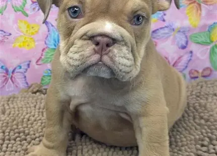 a english bulldog dog sitting on a carpet