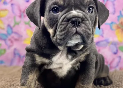 a english bulldog dog sitting on the floor