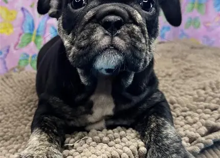 a english bulldog dog lying on a blanket