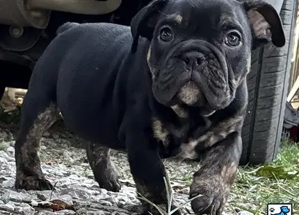 a black english bulldog dog with a large nose