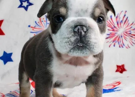 a english bulldog dog sitting on a bed
